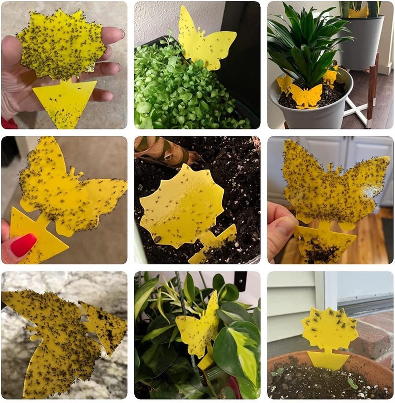 Dwcom Trap 40 Pack Fungus Gnat Traps for House Indoor, Fungus Traps Fruit Fly Traps for Indoors Gnats Sticky Traps for Plants Yellow Sticky Traps for Gnats - Image 5